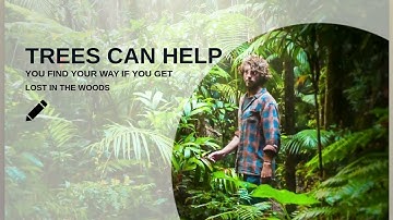 Trees and Ocean Real facts | angular slider #angular #slider