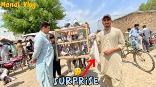 Birds Market se sentinent Pigeon lay Kar ay | Mandi Vlog