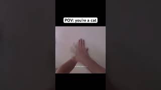 Pov: You’re A Cat 🗿| Credits: @Butteredsidedown  & @Zarebi  #Short #Fyp #Viral