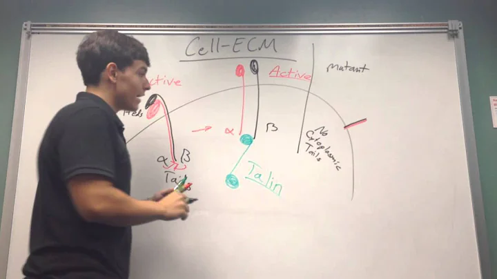 Cell ECM interactions