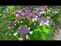 花園あじさい園 | Hanazono Hydrangea Garden | Beautiful Japan 4K