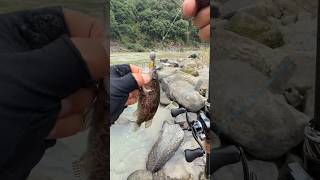 Quick Catch & Release: Safely Removing a Fishing Lure part 2
