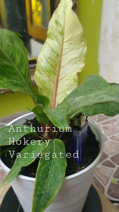 | Anthurium Hokery Variegated |