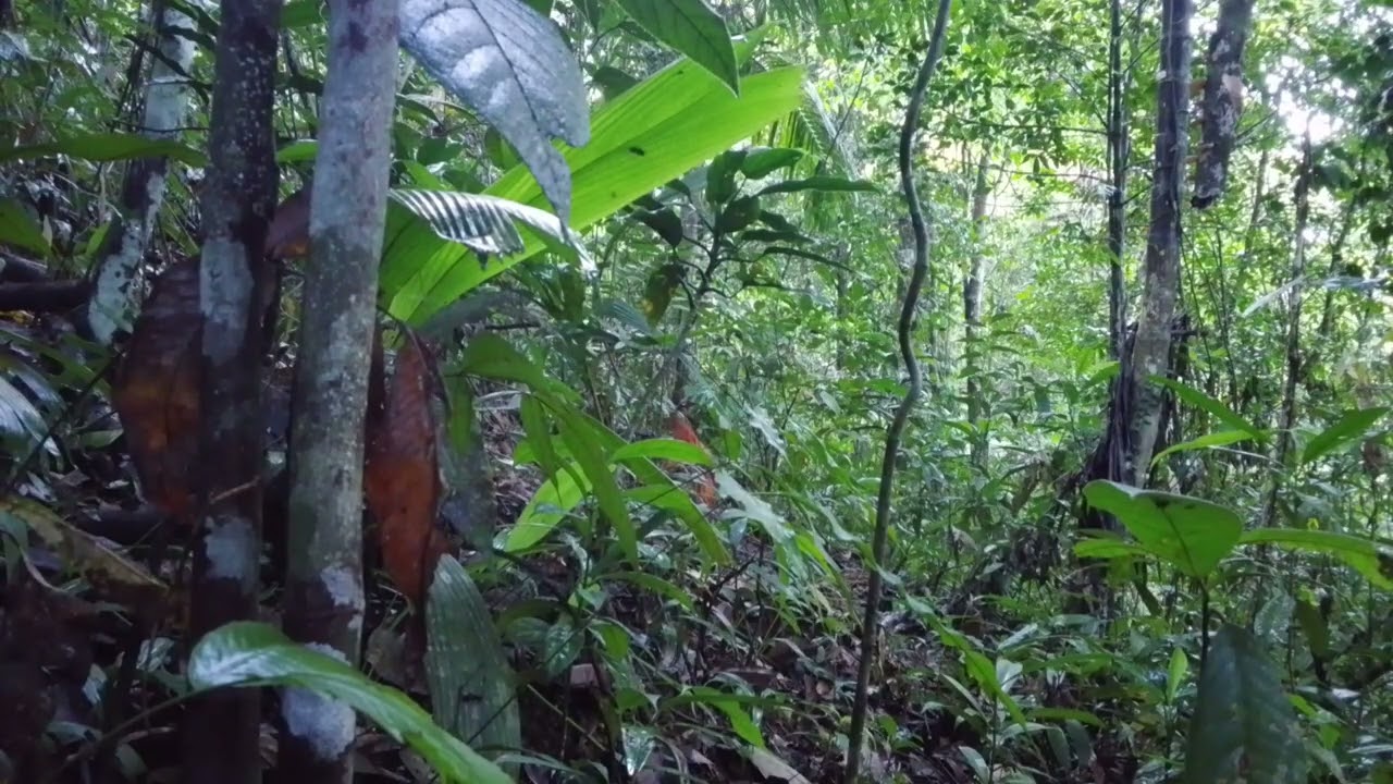 Ang Pagsasanay ni Kibol. #Practice #Kahunter