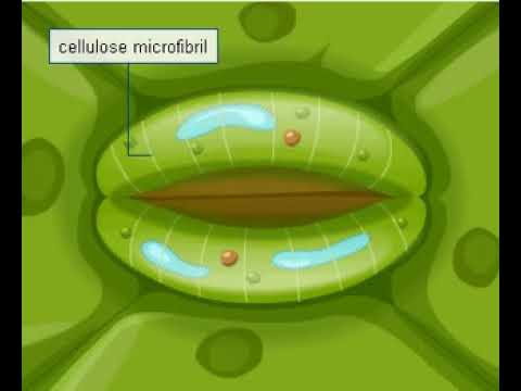 Structure and functions of stomata