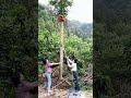 Skilled Farmers Collecting Fresh Papayas Without Damage