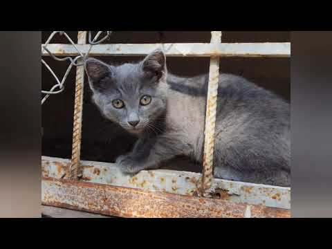 Video: Toուգարանի պատրաստման կատուներ… Իսկապե՞ս: