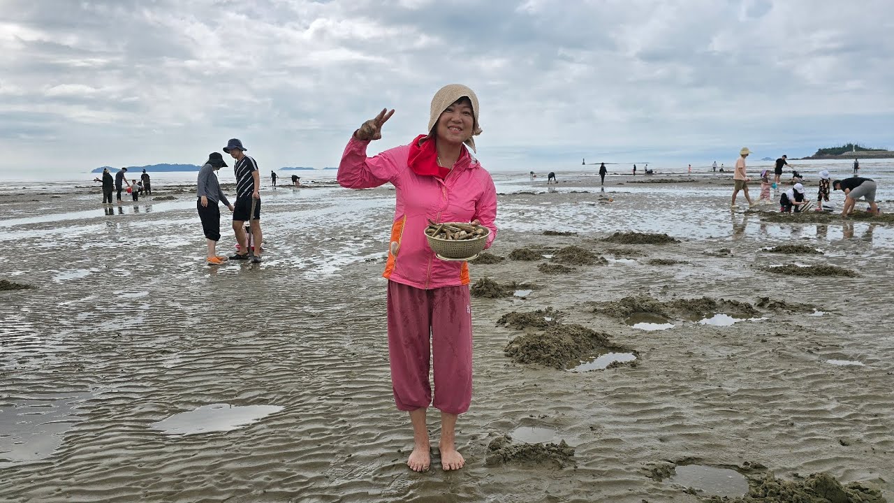 태안반도 맛조개ㆍ동죽 잡기