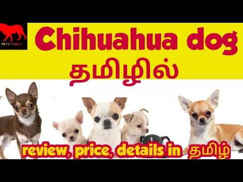 تصویری: سگهای Chihuahua چه شکلی هستند؟