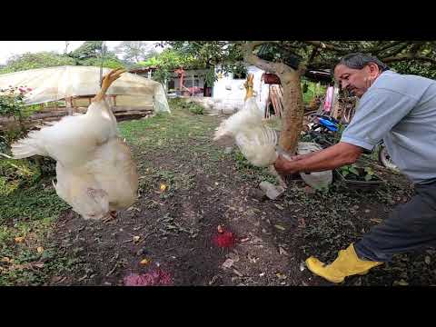 Como se mata un pollo o gallina.