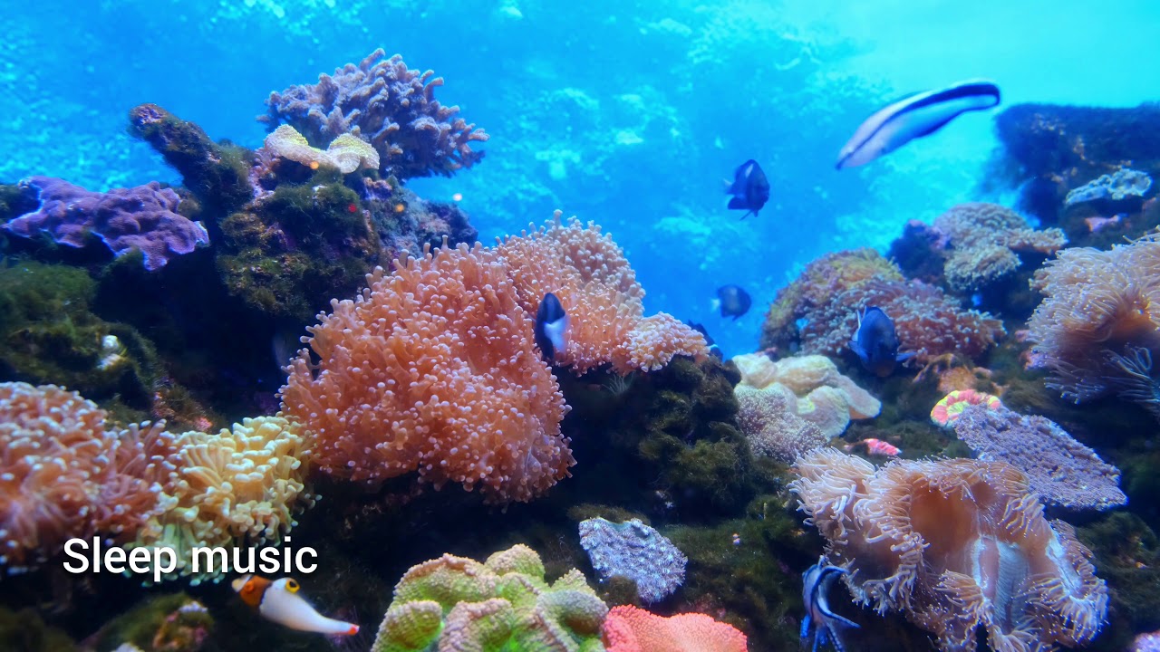 Soothing relaxation/aquarium music video/relaxing aquarium YouTube