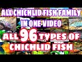 All types of cichlid fish  african cichlid  american cichlid   prathmesh aquatics