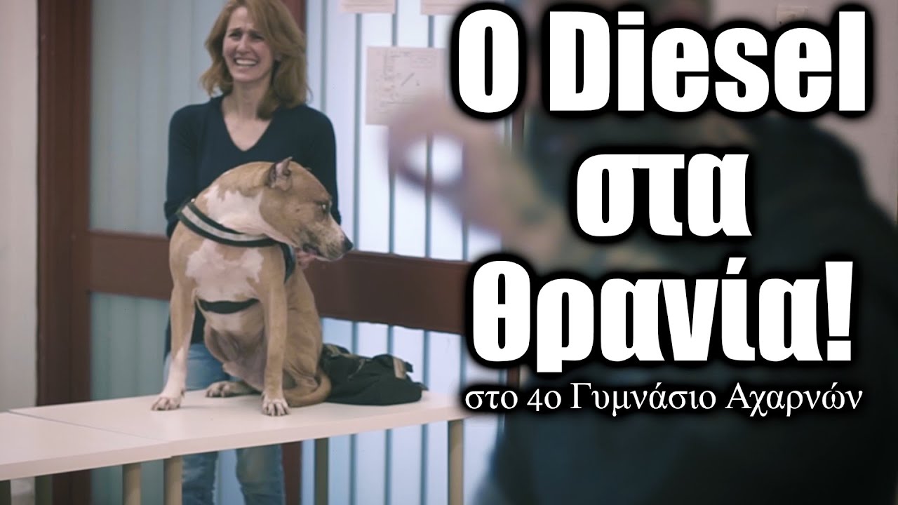 Ο DIESEL ΠΑΕΙ ΣΧΟΛΕΙΟ! - Επισκεφτήκαμε το 4ο γυμνάσιο Αχαρνών με τον Diesel. Δείτε τι έγινε.
