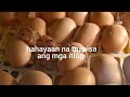 Egg preparation sa pagiincubate ng itlog ng RIR at gaano ba katagal maaring ipreserba. (simple tips)