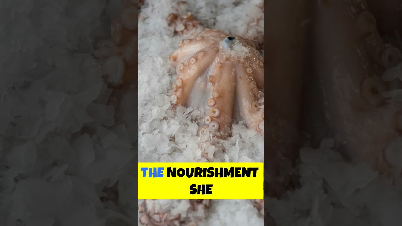 Deadly Octopus Mating Rituals! 