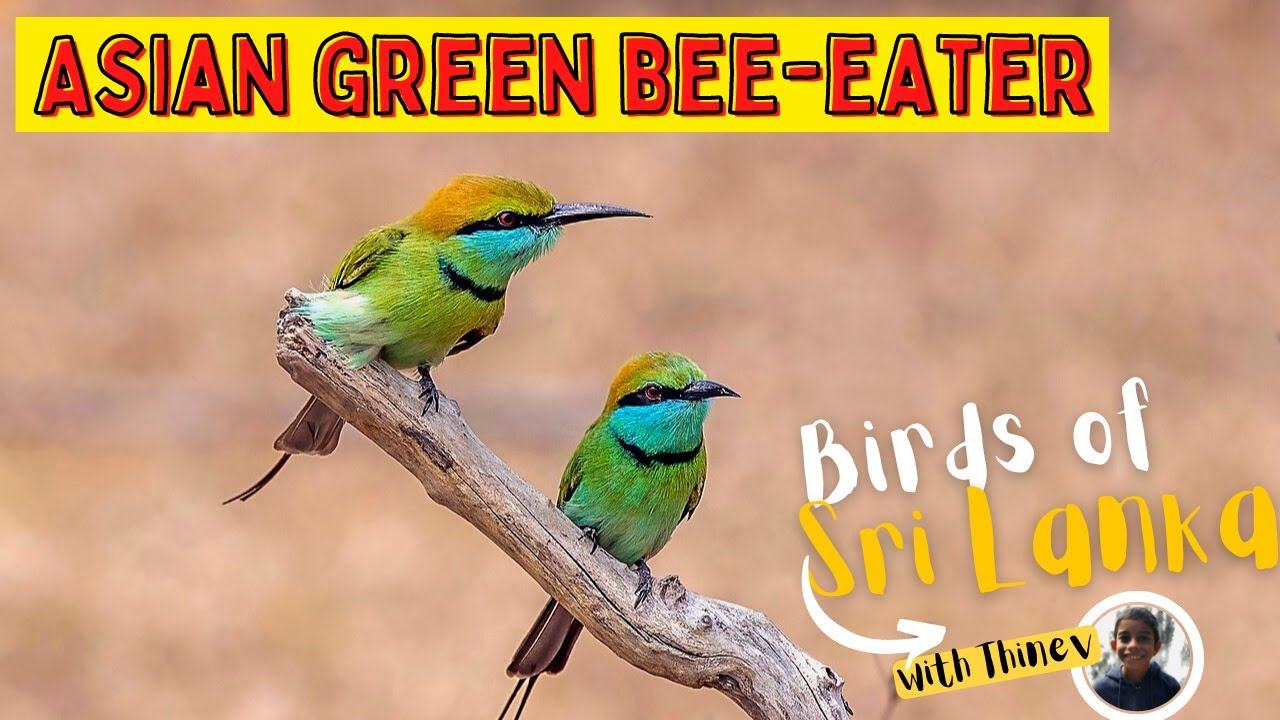 ASIAN GREEN BEE-EATER | Birds of Sri Lanka with Thinev | Little Green Bee-Eater | Sound / Call