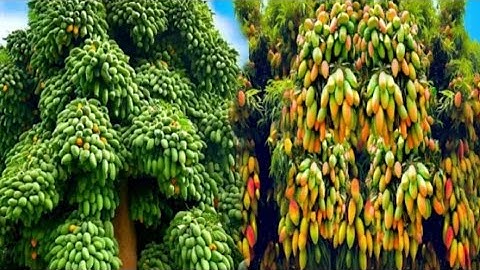 Unique Technique: Grafting Mango Tree Using banana tree Growing Faster and Has Many Fruits