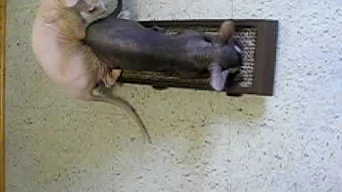 Watch the video about Peterbald Cat, Peterbald Cats, Peterbald Kitten, Russian Peterbald with scractching post