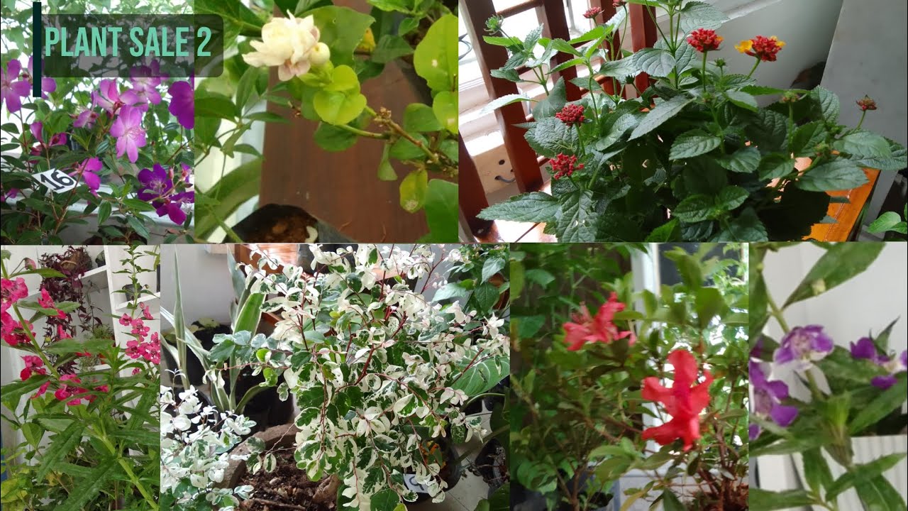 මගේ දෙවනි පැළ සේල් එක | My second plant sale | 𝙉𝙞𝙡𝙙𝙞 𝙁𝙡𝙤𝙧𝙖 | #plants #viral #garden #homedecor 