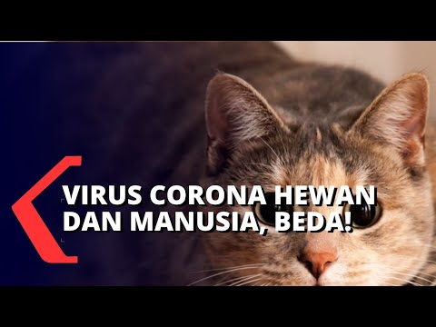 Video: Bisakah Hewan Peliharaan Menyebarkan Coronavirus (COVID-19) Ke Manusia?