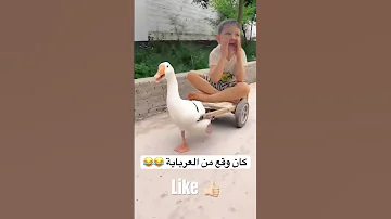 يلا بندورة يلا بطاطا Viral Funny Trending Tiktok Reels Shortvideo Reel Short Shorts 