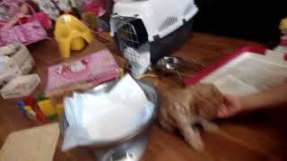 Знакомство щенка с взрослой собакой. Маруся + Акбар ))) Знакомство щенка с взрослой собакой. Маруся + Акбар )))