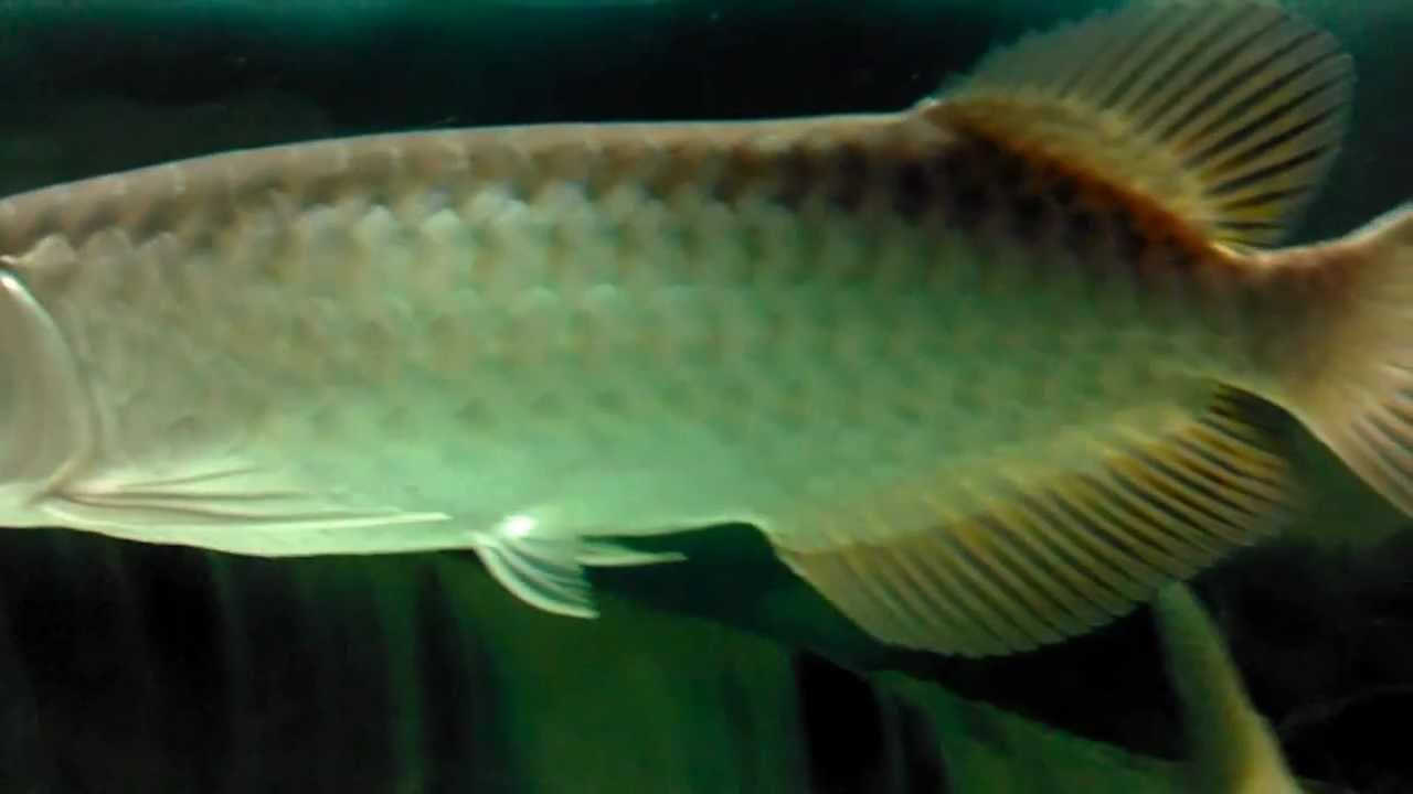  Green  Arowana  12 YouTube