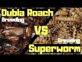 Dubia Roach Breeding Vs Superworm Breeding . Which Is Best?