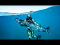 SpearFishing For Ultimate Underwater Predators 40ft DEEP!! (Perfect Shots)