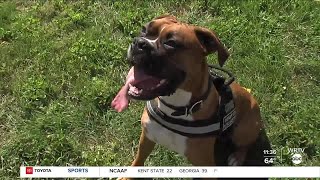 Therapy dog joins coroner's office