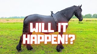 Download Lagu Will Reintje’s Foal Finally Be Born!? How Will the Night Go? | Who Is Who?? | Friesian Horses MP3 Download Lagu Will Reintje’s Foal Finally Be Born!? How Will the Night Go? | Who Is Who?? | Friesian Horses MP3