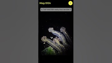 Tap Water Under The Microscope | TULO - Microscope #shorts #science