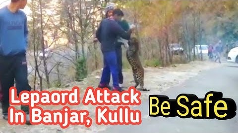 Leopard Attack On Himachalis Boys Near Kullu Manali, In Banjar | Very Dangerous Video | Be Safe