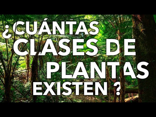 CUANTAS CLASES DE PLANTAS HAY? - YouTube