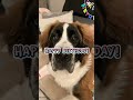Taïko fête aujourd’hui son 1er anniversaire ♥️ on t’aime grosse peluche #chien #dog #saintbernard