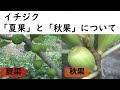 イチジク　夏果 ・ 秋果について①