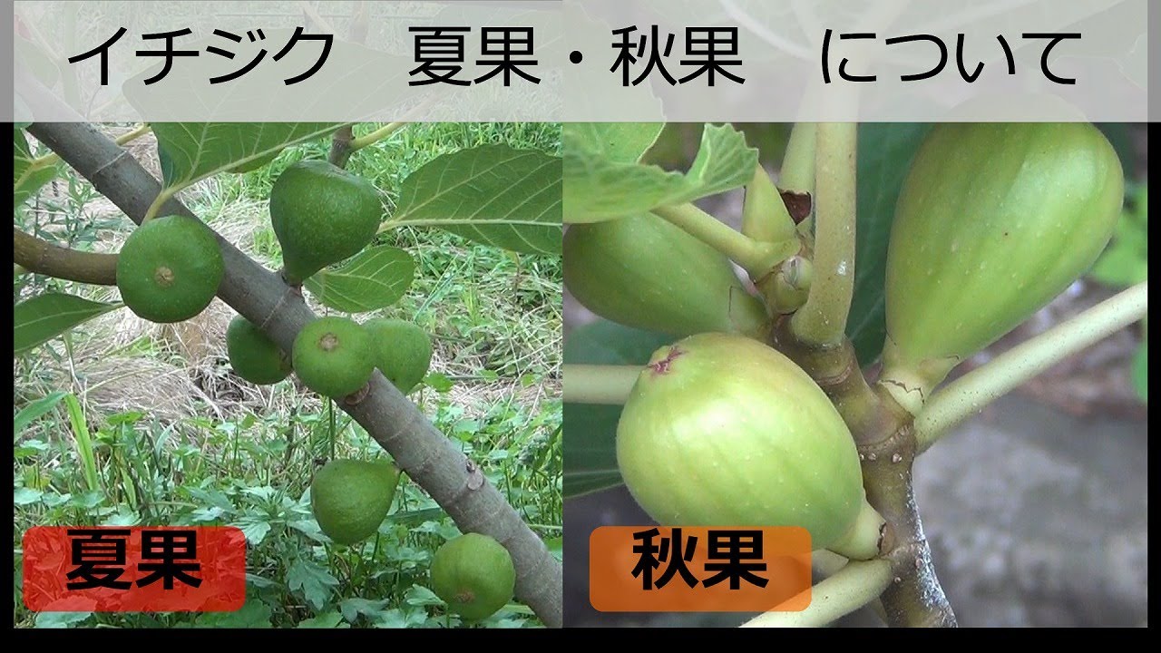 お家で果樹栽培52 イチジク 夏果 秋果について Youtube