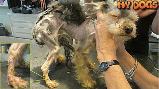 Rescue a Homeless Dog Was Horribly Neglected. His Transformation Will Melt Your Heart.