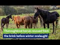 Thoroughbred horses rescued from the brink before winter onslaught