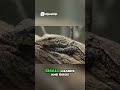 Komodo Dragon Survival - The Ultimate Danger You Won't Believe