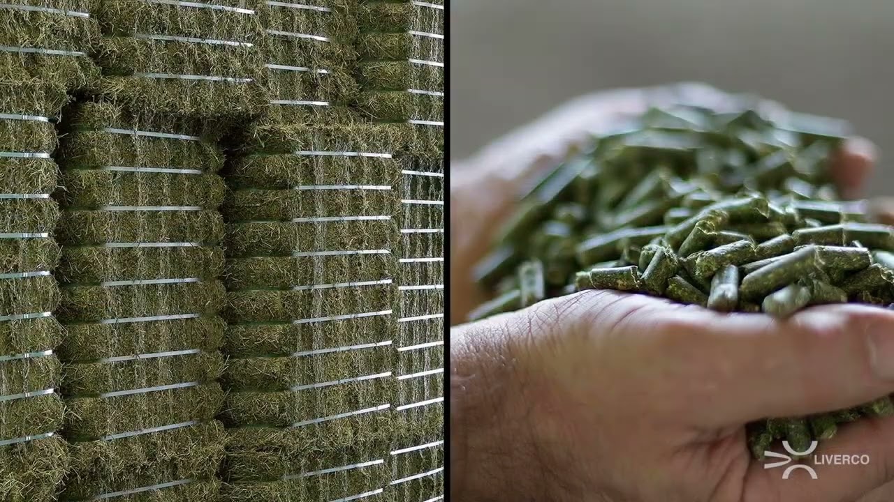 Production and dehydration of alfalfa | LIVERCO