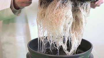 Easy Hydroponics For Under $30 - The Bubble Boy DWC System