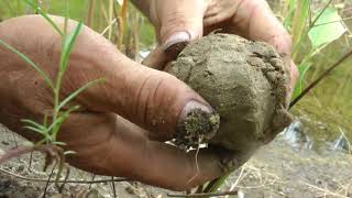 New method of planting wild rice seed (Survival Camp)