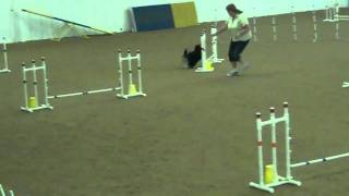 Havanese National Agility 2011