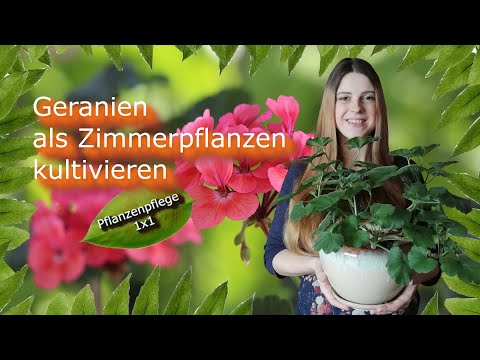 Video: Geranienzimmer: Beschreibung, Merkmale der Kultivierung und Pflege zu Hause