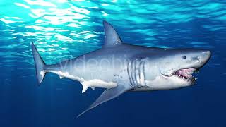 Shark Attack V7 | Motion Graphics - Envato elements