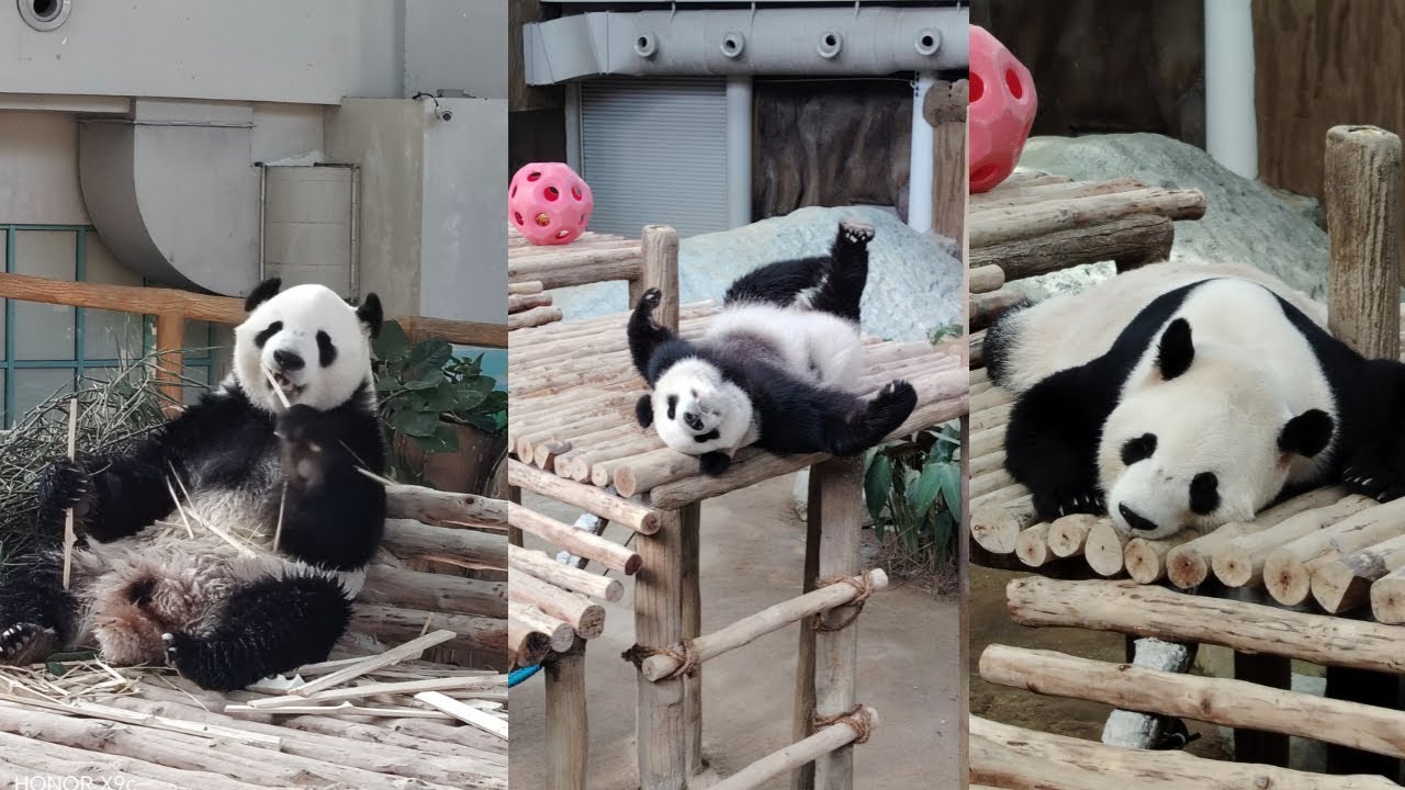 Malaysia’s NEW Pandas are HERE! 🐼 Meet Chen Xing & Xiao Yue!