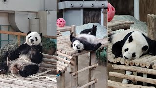 Malaysia’s NEW Pandas are HERE! 🐼 Meet Chen Xing \u0026 Xiao Yue!