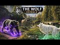The Wolf Animals Gameplay 🐺🔥 Epic Wild Battle | HD Survival Adventure