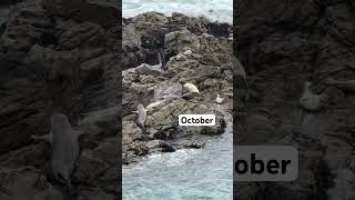 Motivation Year - told by a seal